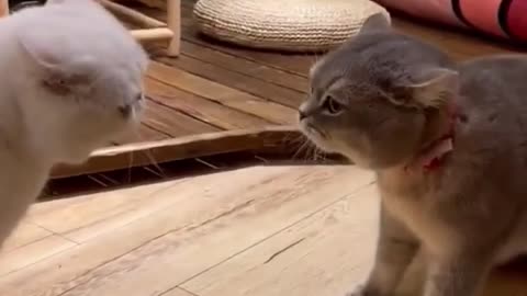 Two Cats talking AdorableCatty