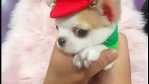 Omg today best dog video| Cute dogs video