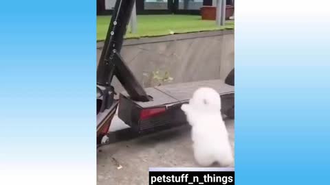 Puppy on E-Scooter