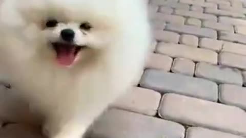 Cute dog video //funny cute dog wolk video