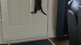 The Great Escape attempt by Kitten