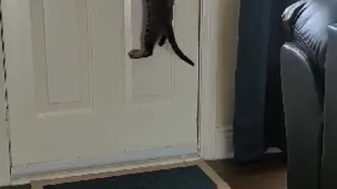 The Great Escape attempt by Kitten