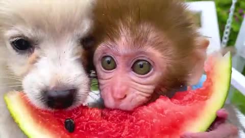 moneky baby bon bon eats with egge fruit &puppy plays with baby