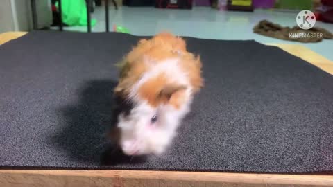 Most Beautiful Rescue animal guinea pig