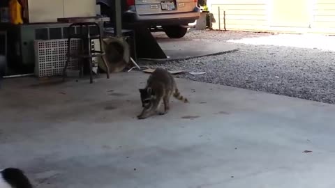 Raccoon Steals Cats Food Hilarious