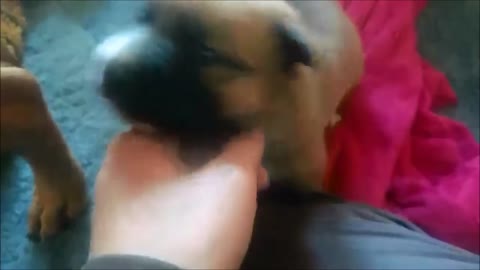 Puppy Learns to Growl