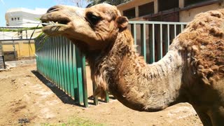 Hungry African Camel Eats Tourist Green Grass