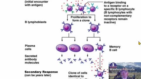 Covid-19 recovery vs the Jab