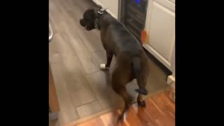 Doggy is not a big fan of the slippery floor