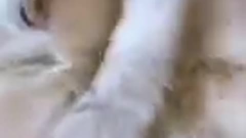 Cute white kittens cuddlng and hugging cute cat video