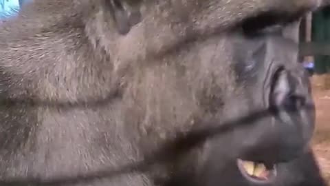Gorillas aren't very fussy eaters and don't leave much food waste! #gorilla #eating #banana #asmr