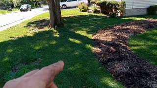 Finished Sheet Mulching a Pathway Edge in my Urban Food Forest