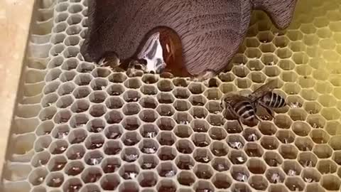 Збирання меду