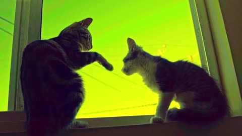 cats fighting funny videos😺 big cat