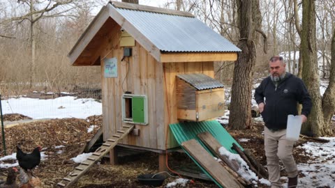 Daily Chicken Chores