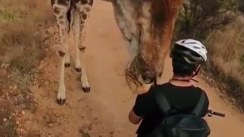 Giraffe stops to take a sniff