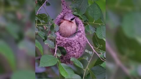 The architect in the bird