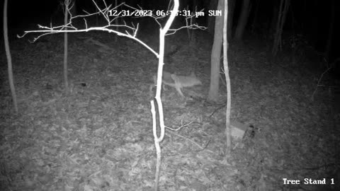 Trail Cam Footage of Scared Coyote in the Woods #trailcam #trailcamera #trailcams