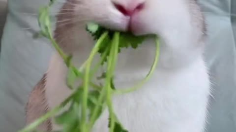 The bunny eats, what did you see at the end?