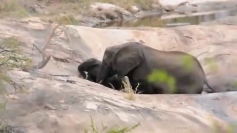 MOTHER ELEPHANT SAVES BABY FROM DROWNING