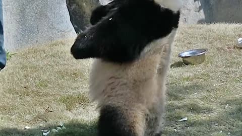 Pandas who can walk upright because they are tempted by food