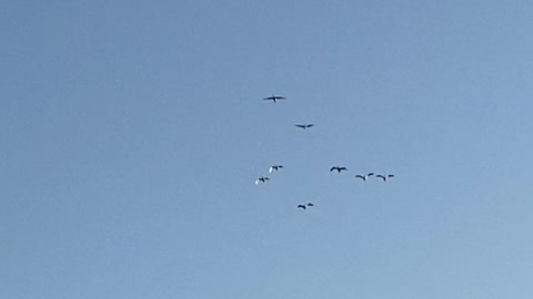 Canadian Geese illuminated