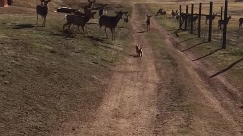 Tiny dog chases away herd of deer