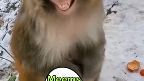 Funny monkey monkey video