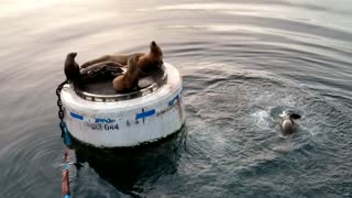 Sea Lions Won't Share Resting Place