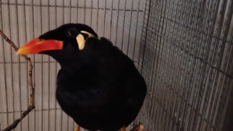 Amazing Talking Indian Hill Mynah Bird - Can Say Kazi Bhai, Mynah, and more