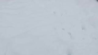 Black PitBull running in the snow