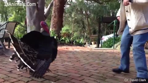 Funny Animals chasing and scaring humans