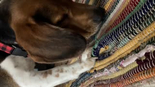 Rocky the Beagle eating treats