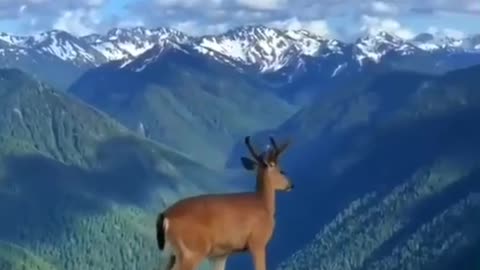 The antelope stood at the top of the hill