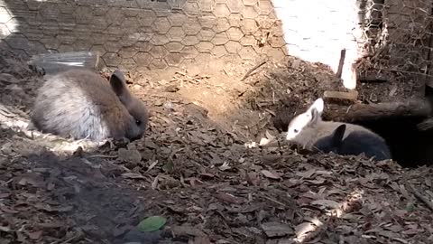 Baby rabbits exploring