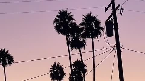 Did you know in Anaheim every corner needs palm trees that look like Mickey Mouse ???