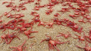 Thousands of Bright Red Crabs On Newport Beach