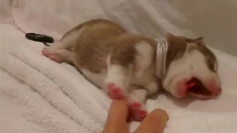 Sweet little husky puppy dreaming