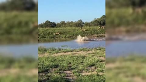 Leaping Wildebeest Kicks Lioness In Dramatic Escape