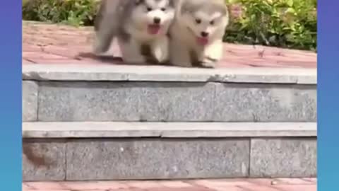 Lovely, Cute and Funny Dogs Videos Compilation