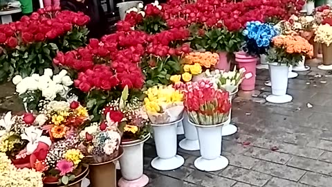 beautiful roses, taksim square,