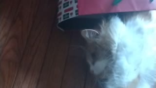 Fluffy Gift Bag Tabby Cat