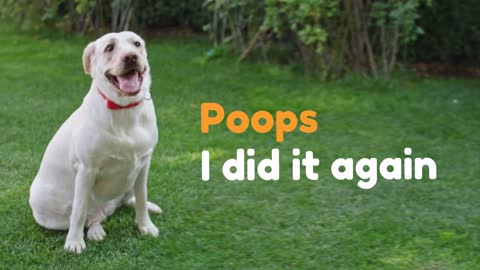 Pupsule: The only 11-in-1 solution for dog poop