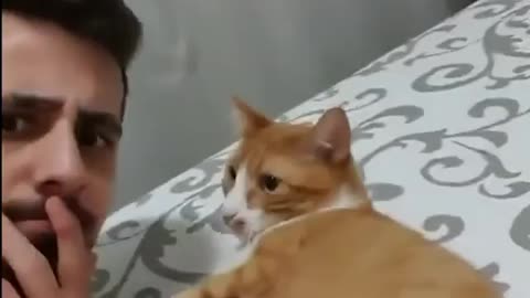 Funny cat