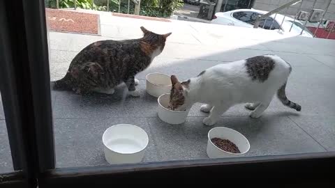 A good meal time for street cats.