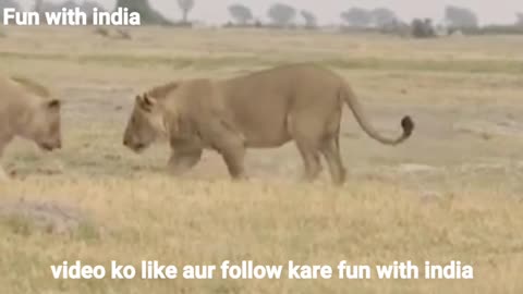 Lion attack elephant