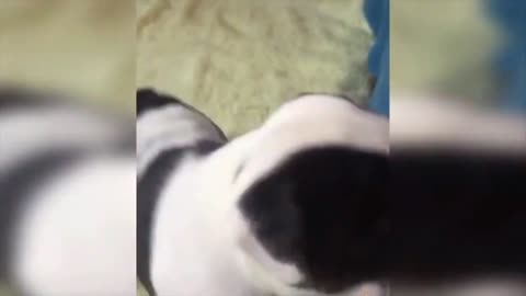 Cachorros Bebês Engraçados Fofos! Bebês