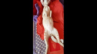 Relaxed Cat Receives Therapeutic Massage
