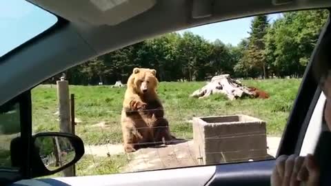 Awesome catch from a bear