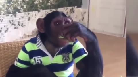 hire my monkey 😃